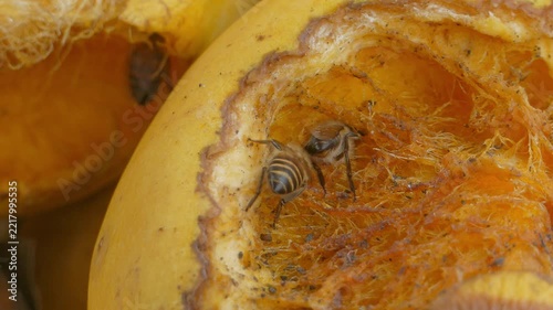 Bee keeping food, processing into honey, from the mango ripe. 
