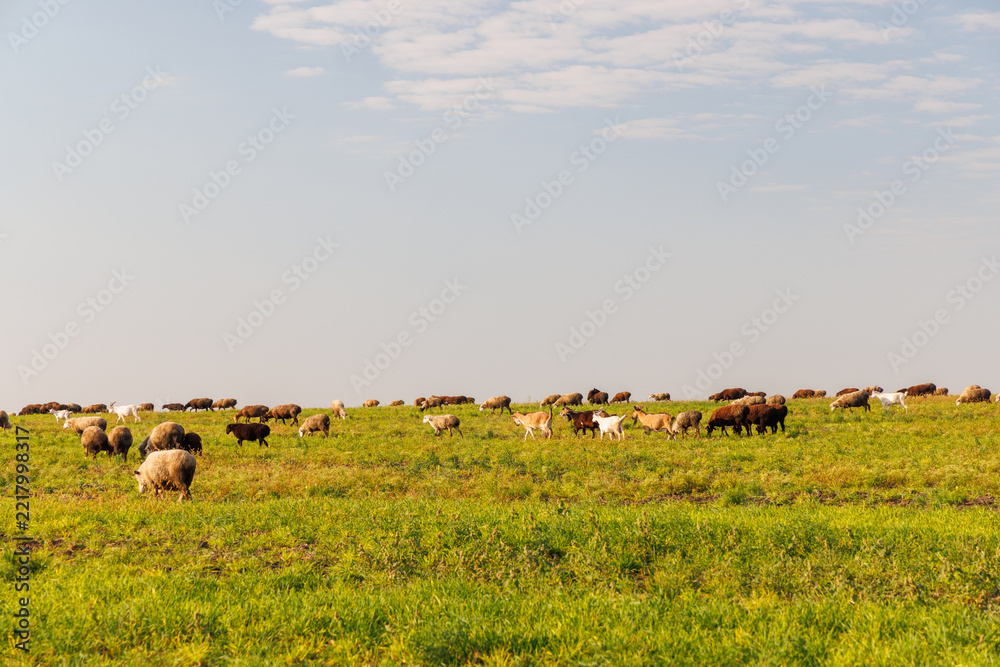 Naklejka premium Sheep farming landscape with flock near the horizon - with a distant flock