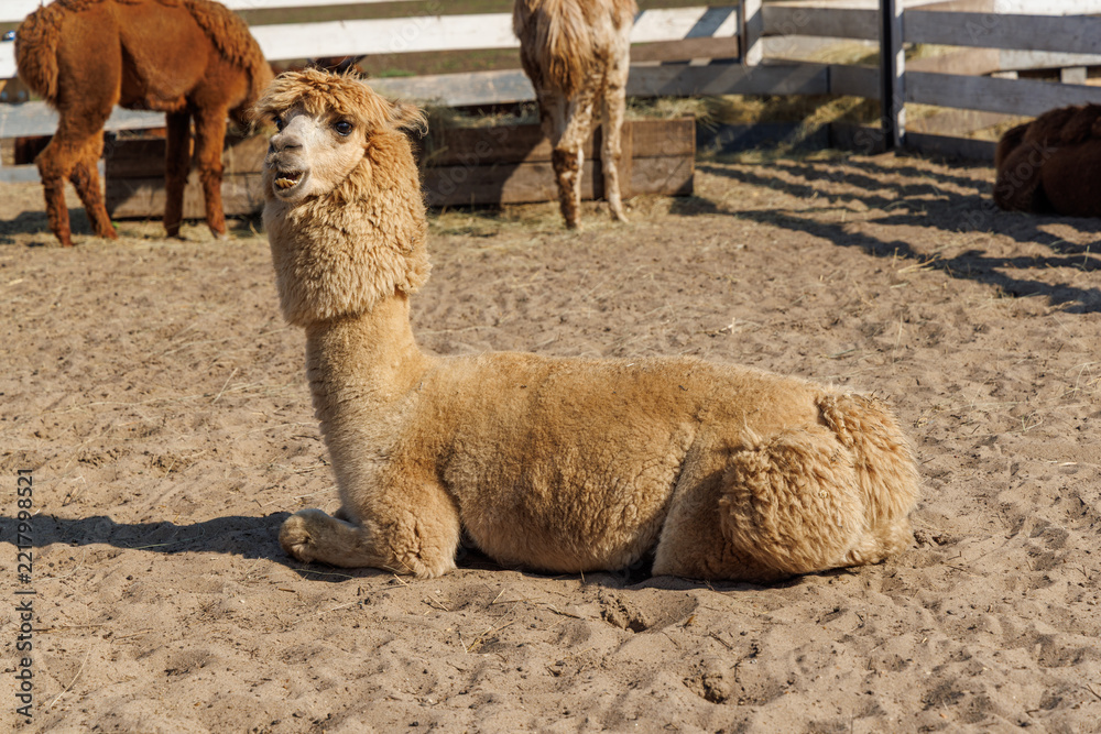 Fototapeta premium Mixed alpaca herd gathered inside a rural corral - in warm sunlight