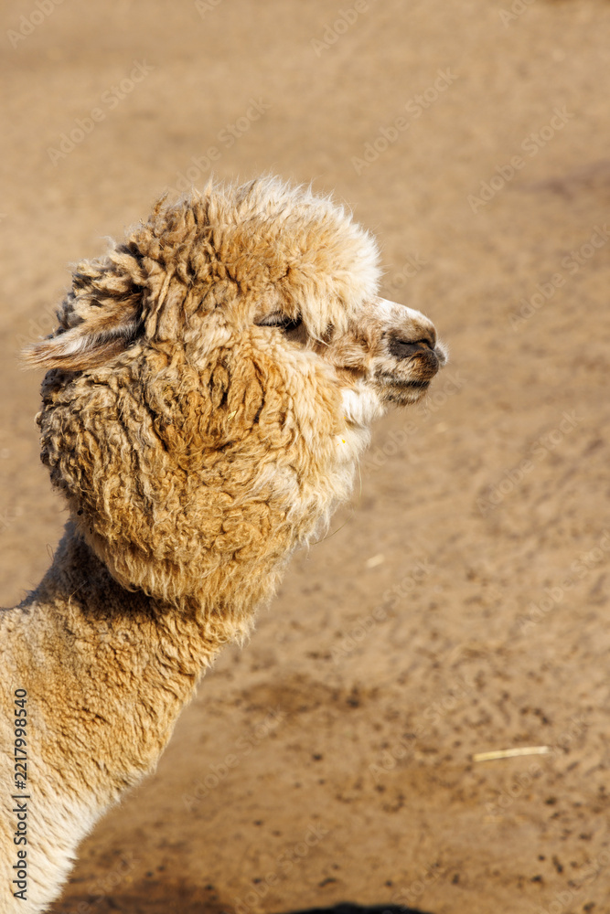 Fototapeta premium Soft fleece alpaca looking toward the camera