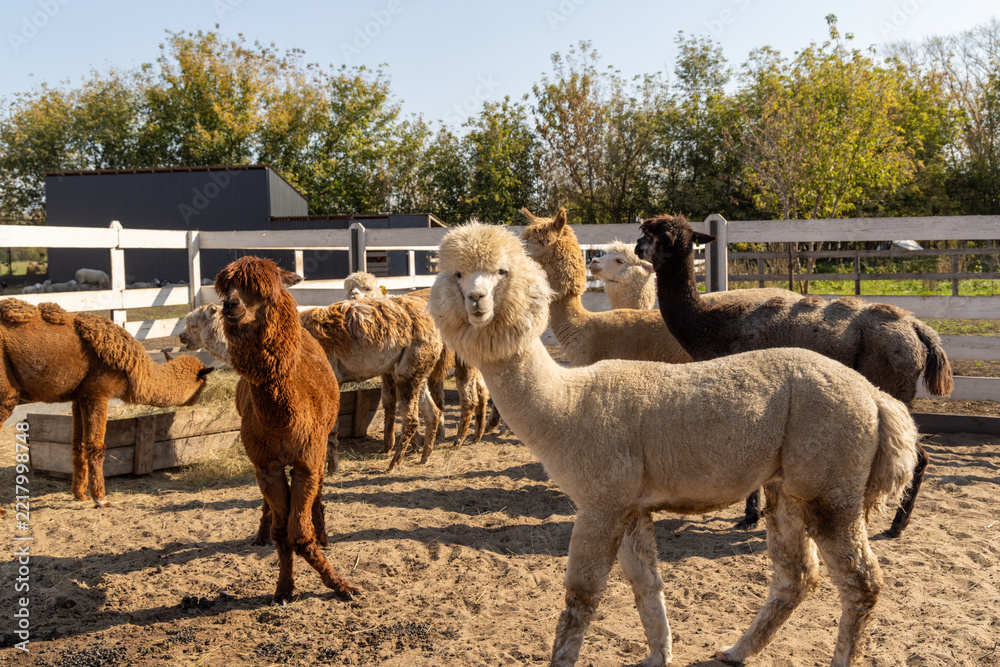 Fototapeta premium Soft fleece alpaca looking toward the camera - inside a sandy paddock