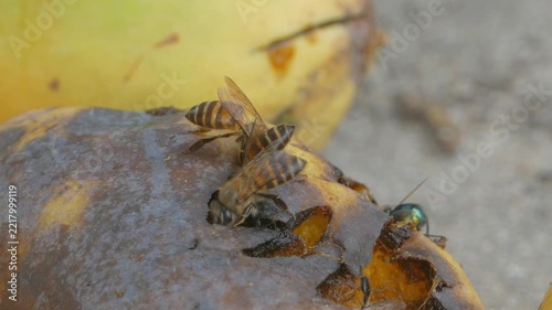 Bee keeping food, processing into honey, from the mango ripe. 