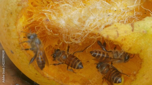 Bee keeping food, processing into honey, from the mango ripe. 