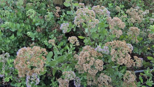 Top View Close Up of Blooming Pluchea Indica Shrub with Pink Purple Flowers and Green Leaves