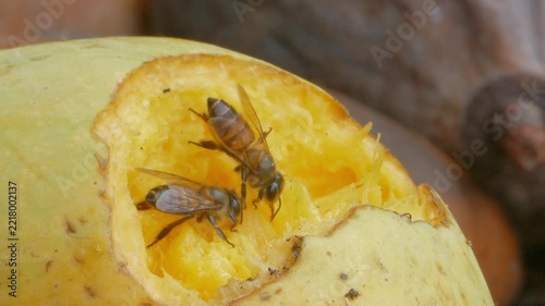 Bee keeping food, processing into honey, from the mango ripe. 