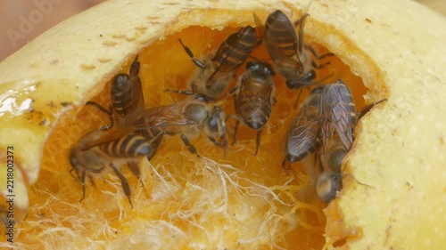 Bee keeping food, processing into honey, from the mango ripe. 