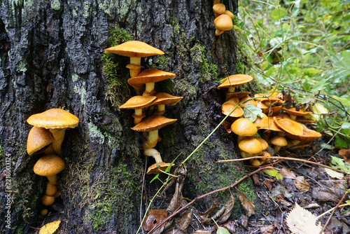 Beringter Flämmling, der als Pilzgruppe am Baumstamm wächst, Pilze im Herbst mit goldgelber Kappe