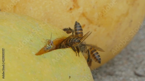 Bee keeping food, processing into honey, from the mango ripe. 