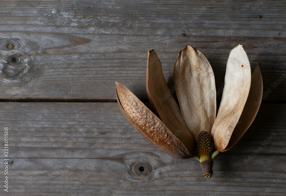 Fototapeta premium Nature decay and seasonal change, dried magnolia flower pod on rustic wooden background for autumn aesthetic and botanical still life photography