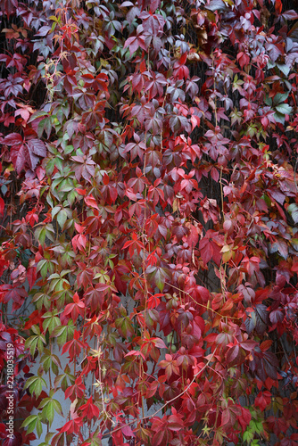 rote Weinblätter, Blätterwand mit wildem Wein, rot gefärbt im Herbst, Weinranken, selbstkletternde Jungfernrebe