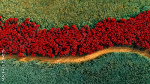 Aerial view of a colorful flower field captured from above. Beautiful natural landscape ideal for agriculture, countryside, spring, summer and environmental projects.