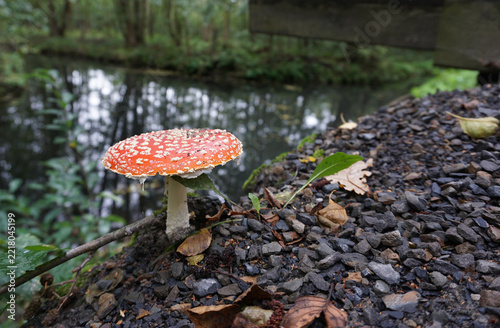 Fliegenpilz, der auf dem Waldboden am Wasserlauf im Spreewald wächst, Herbst in Brandenburg
