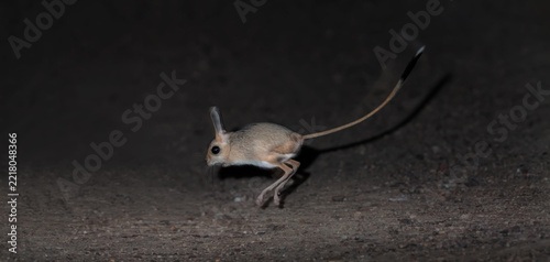 Small five-toed jerboa (Allactaga elater) leaping at night in natural desert habitats, Southern Kazakhstan