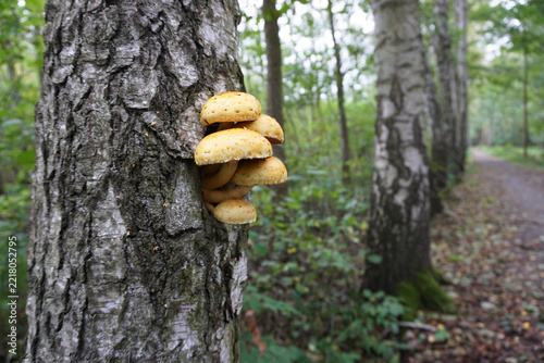 Pilze wachsen aus Baumstamm, Gruppe Goldfell-Schüppling schaut aus Baumrinde hervor