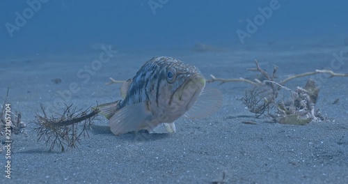 Kelpbass resting on seabed with fins closeup.