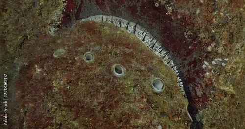 Operculum and portion of foot of abalone.