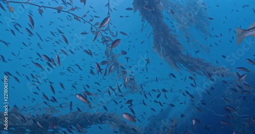  Like diving in an aquarium with many fishes.