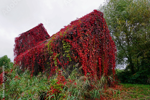 Motiv für Halloween, Haus komplett mit wildem Wein bewachsen, rote Blätter im Herbst, mystische Stimmung