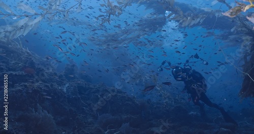  Underwater camera man taking photos of shoals of fish.