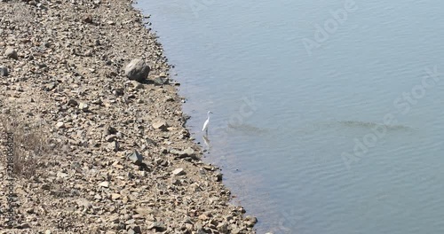 Bird Crane in a water