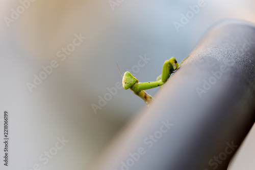 Praying mantis on metal fence
