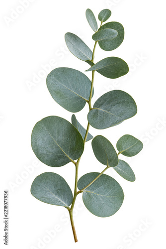 Silver dollar eucalyptus stem on transparent background