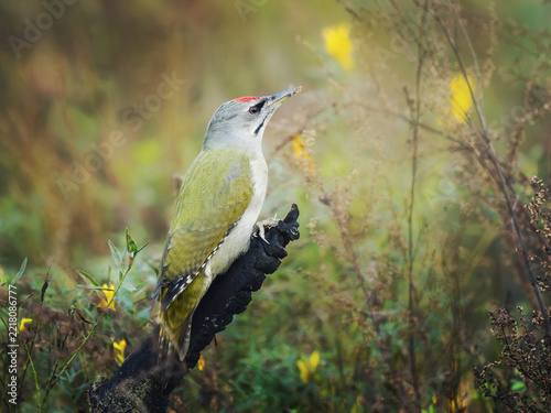 Wild male grey-faced woodpecker Picus canus perching on oily black burned stump after forest fire. Dramatic wildlife print for interior wall art. Forest regeneration concept. Beautiful natural poster
