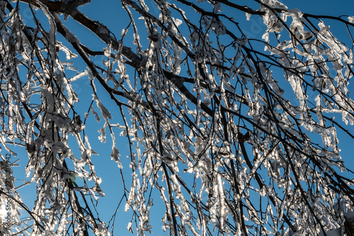 Sunlit closeup of leafless tree twigs and branches covered in glistening ice with icicle tips and crisp icy texture against clear blue winter sky in bright daylight