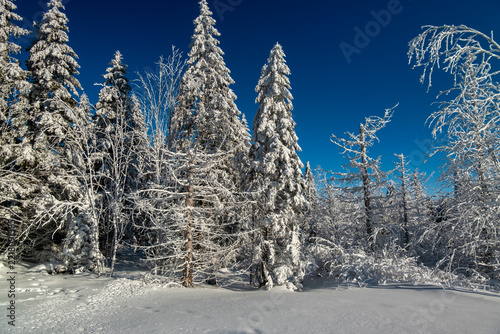 Snow-laden evergreen forest with frosted pine and spruce branches, crisp winter sunlight, deep blue sky, and untouched snowfield across quiet boreal landscape