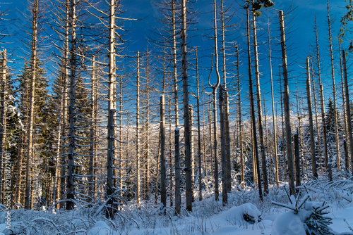Snow-covered forest hillside with tall bare dead trees and frost-covered ground, deep blue winter sky and long low-sun shadows over alpine slope