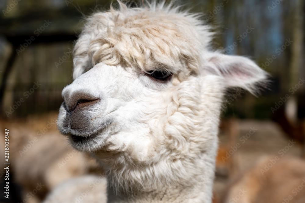 Fototapeta premium Close-up portrait of a fluffy white alpaca with a blurred herd behind
