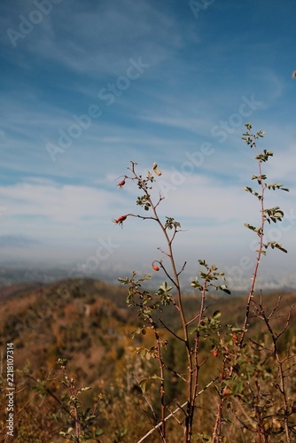 Autumn mountain hillside covered with dry golden vegetation and scattered trees beneath a clear blue sky, showing a natural seasonal landscape.