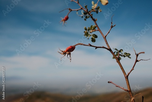 Close view of red autumn berries growing on a delicate branch against a blue mountain landscape, highlighting seasonal wild nature.
