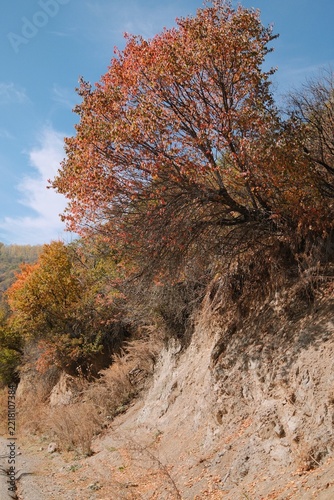 Colorful autumn tree growing on a dry mountain slope, surrounded by seasonal vegetation and warm fall foliage beneath a clear sky.