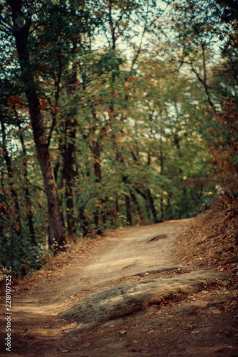 Atmospheric forest path surrounded by tall trees and autumn leaves, with soft sunlight filtering through branches. A moody, cinematic nature scene for backgrounds and travel projects