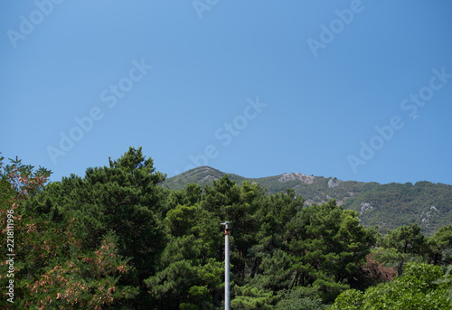 Lush green pine trees stand in the foreground against a backdrop of a mountain ridge under a clear blue sky
