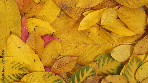 Colorful fallen leaves covering the ground during autumn season in a natural setting