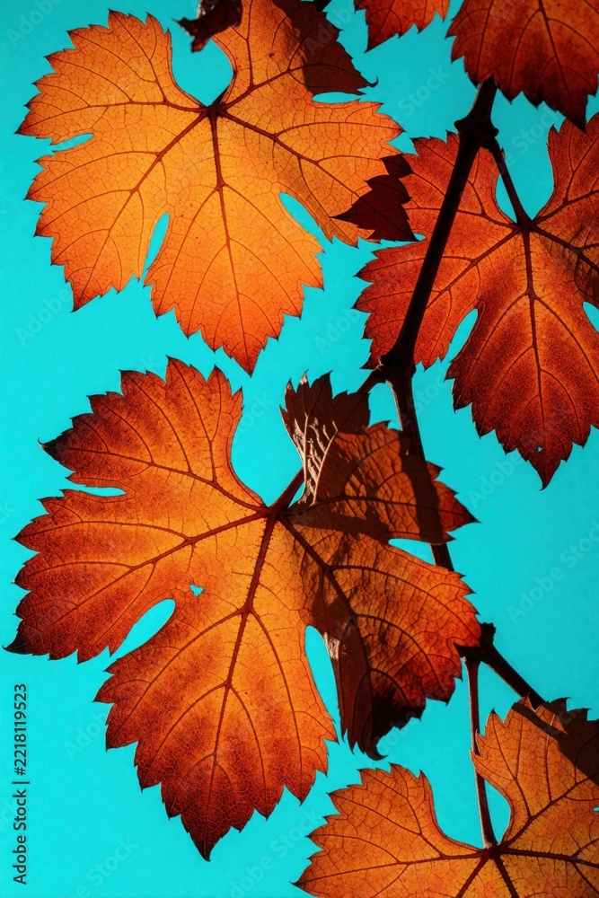 Naklejka premium Orange autumn grape leaves hang on vine branch against bright turquoise sky. Backlit foliage shows detailed veins, textures. Warm fall colors create dramatic contrast with blue background in vineyard