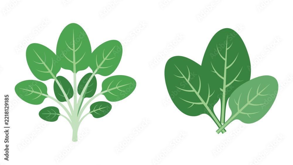 Obraz premium Spinach, Two Bundles of Fresh Green Leaves, Flat Illustration