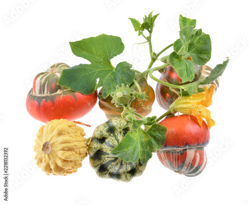Variety of decorative gourds and squash arranged with leaves on isolated white background
