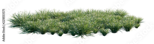 libertia paniculata clump (branched libertia, panicled libertia) isolated PNG on a transparent background premium nature cutout