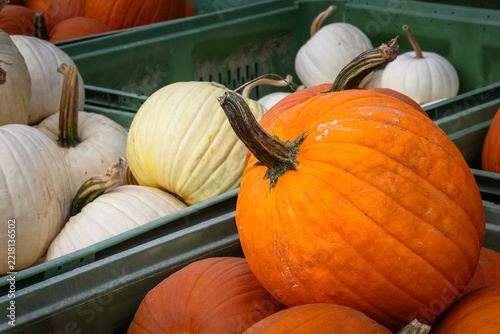 Fresh orange pumpkins in large green crates at a local autumn farm market in Hamilton, Ontario, Canada
