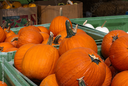 Fresh orange pumpkins in large green crates at a local autumn farm market in Hamilton, Ontario, Canada