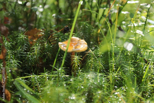 A small mushroom in green moss on a sunny summer day.