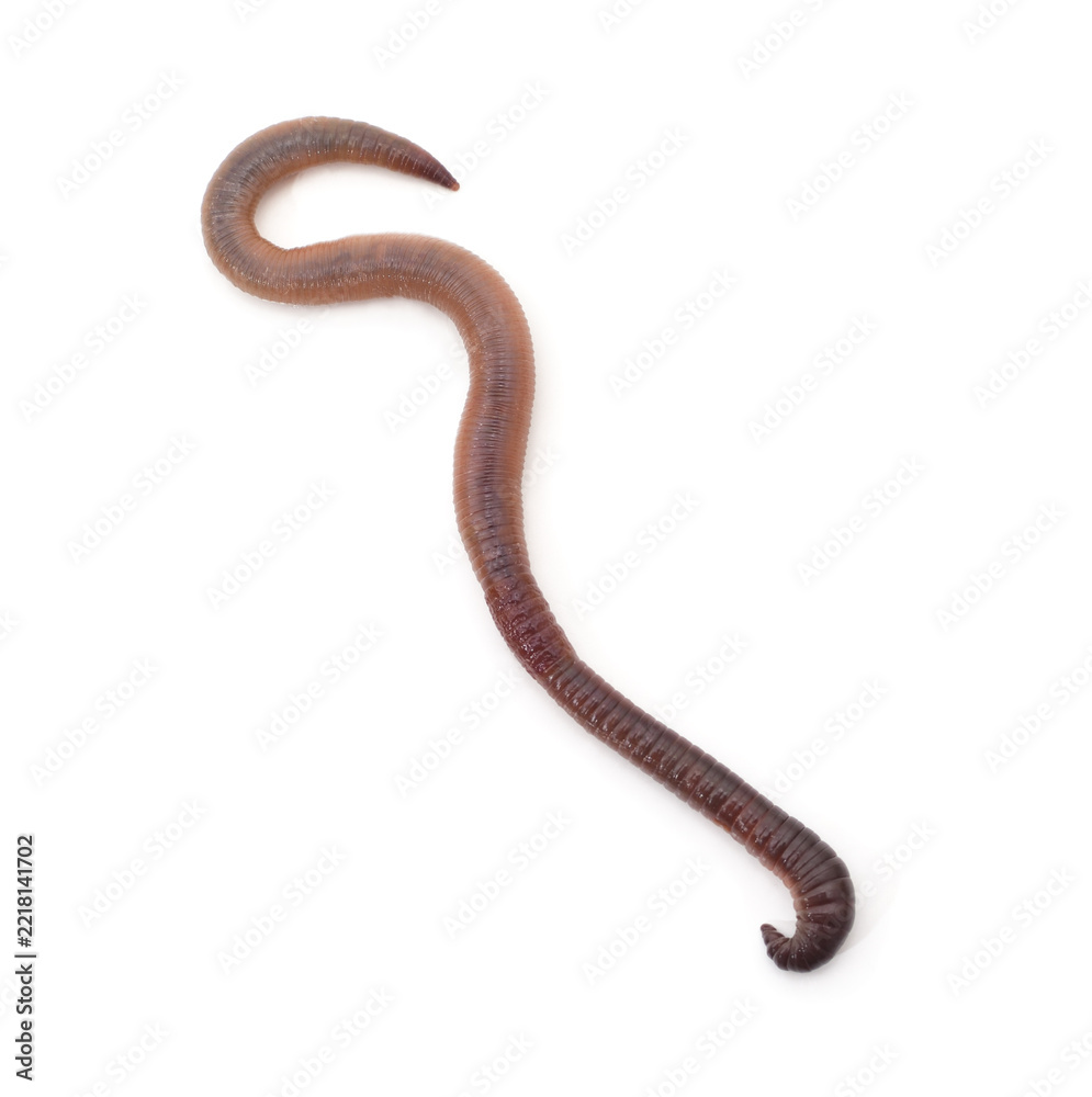 Fototapeta premium Long earthworm crawling isolated on white background.