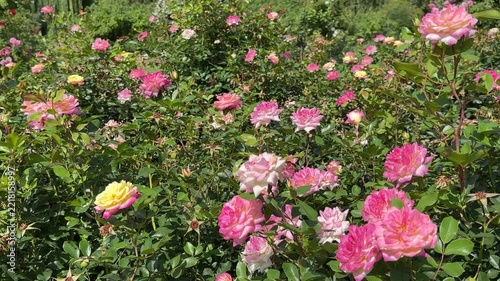 Rose garden with lots of pink and yellow roses flowers.