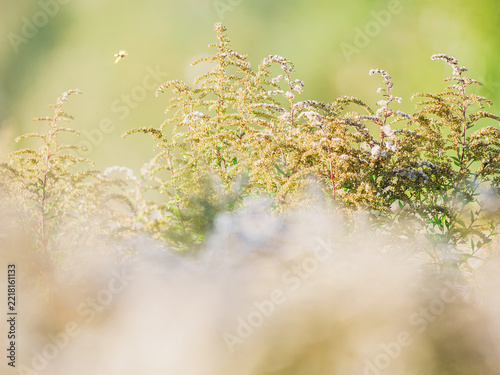 Ethereal dreamlike horizontal nature background of wild solidago grass stems and fluffy seeds in sunny august field. Representing mindfulness, tranquility, peace and calm. Soft focus, copy space