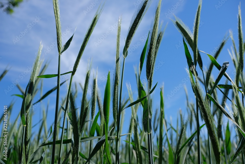 Obraz premium Green rye ears against a blue sky from a low angle