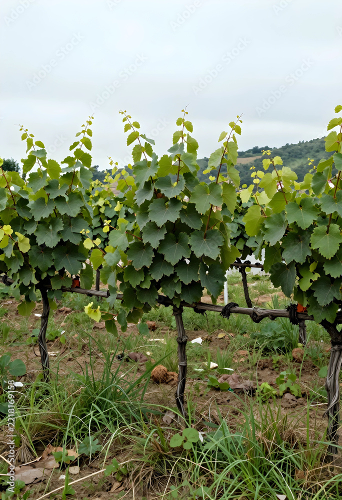 Fototapeta premium Three grapevines in a hilly vineyard under overcast sky