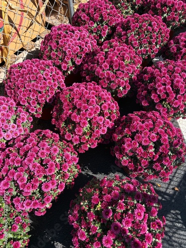 vibrant purple garden mums at the market